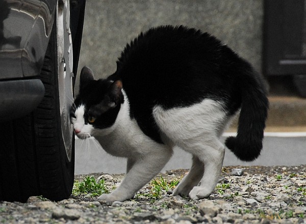 コメント21の画像