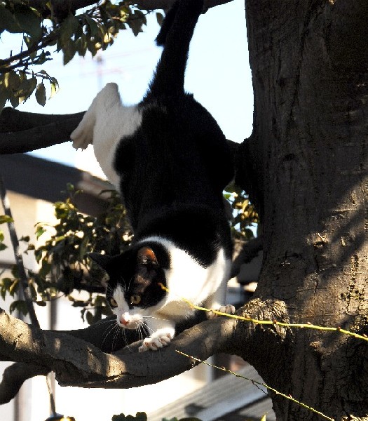 コメント43の画像