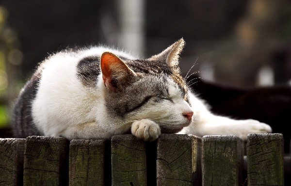 コメント47の画像