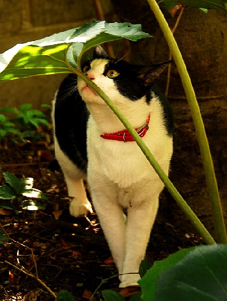 コメント80の画像