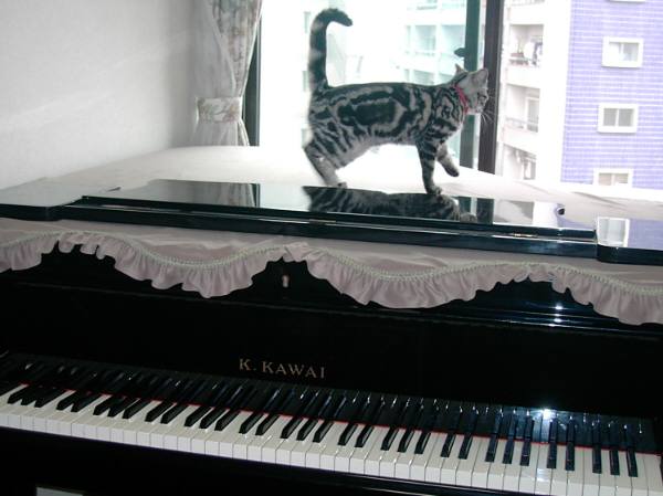 コメント6の画像