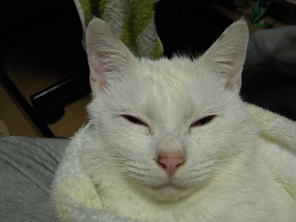 コメント102の画像