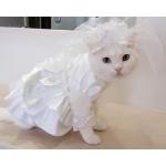 猫ファッション組