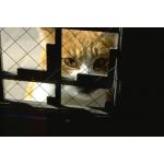 ねこ転落・脱走防止