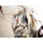 我が家の猫自慢隊