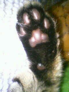 猫組トップ画像