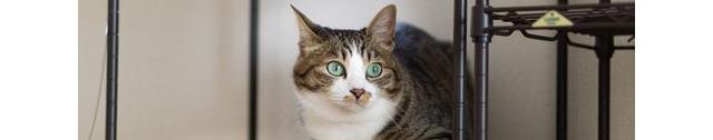 猫組トップ画像