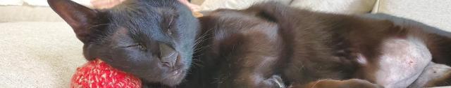 猫組トップ画像