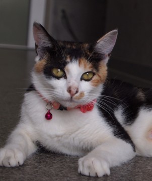 終了 迷い猫掲示板 栃木県宇都宮市の にゃーちゃん ちゃん 迷子の飼い猫を探しています ネコジルシ