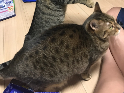 終了]迷い猫掲示板 埼玉県さいたま市見沼区の「レイちゃん」ちゃん 