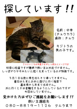 発見 迷い猫掲示板 東京都の 中辛 ちゅうから ちゃん 迷子の飼い猫を探しています ネコジルシ