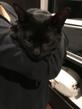 発見]熊本県の黒豆（まめ)ちゃん - 迷い猫掲示板