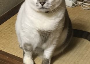 捜索中の迷い猫 - ネコジルシ