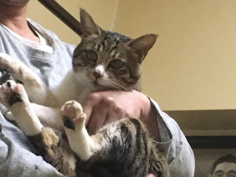 終了 迷い猫掲示板 宮城県仙台市若林区の たすく ちゃん 迷子の飼い猫を探しています ネコジルシ