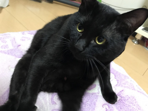 終了 迷い猫掲示板 富山県富山市の れん ちゃん 迷子の飼い猫を探しています ネコジルシ