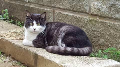 終了 迷い猫掲示板 千葉県市原市 迷子の飼い猫を探しています ネコジルシ