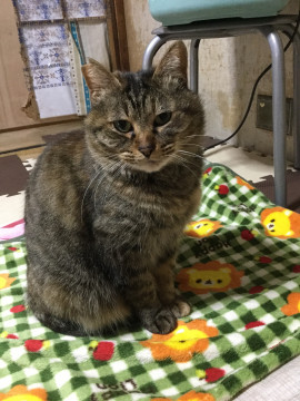 終了]迷い猫掲示板 大阪府高槻市の「遊(ゆう)」ちゃん - 迷子の飼い猫 