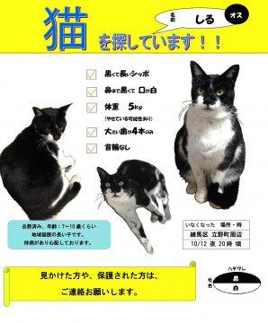 終了 迷い猫掲示板 東京都練馬区の しる ちゃん 迷子の飼い猫を探しています ネコジルシ