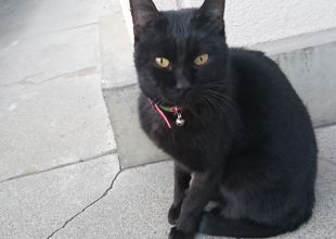 山梨県で捜索中の迷い猫 ネコジルシ 山梨県で捜索中の迷い猫 ネコジルシ