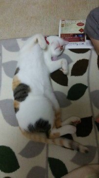 終了]迷い猫掲示板 福岡県行橋市の「チロ」ちゃん - 迷子の飼い猫を 