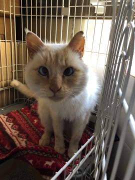 終了]迷い猫掲示板 岐阜県可児市 - 迷子の飼い猫を探しています 