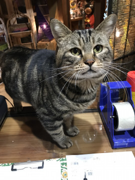 終了 迷い猫掲示板 愛媛県松山市の はるちゃん ちゃん 迷子の飼い猫を探しています ネコジルシ