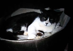 長野県で捜索中の迷い猫 ネコジルシ