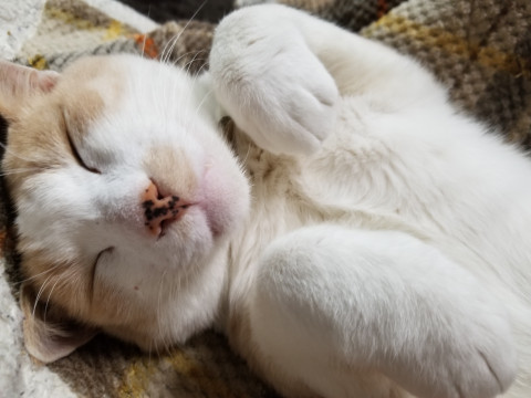 終了]迷い猫掲示板 徳島県徳島市の「コーン」ちゃん - 迷子の飼い猫を 