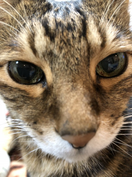 終了 迷い猫掲示板 福岡県福岡市南区の との ちゃん 迷子の飼い猫を探しています ネコジルシ