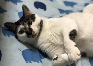 宮城県で捜索中の迷い猫 ネコジルシ