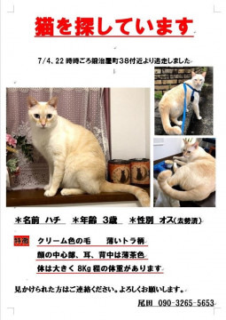 発見 迷い猫掲示板 大阪府の はっちゃん ちゃん 迷子の飼い猫を探しています ネコジルシ