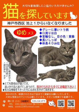 捜索中 迷い猫掲示板 兵庫県神戸市西区の ゆめ ちゃん 迷子の飼い猫を探しています ネコジルシ