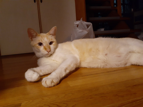 終了 迷い猫掲示板 佐賀県多久市の イクラ ちゃん 迷子の飼い猫を探しています ネコジルシ