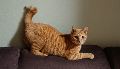 捜索中 迷い猫掲示板 福岡県久留米市の けちゃ ちゃん 迷子の飼い猫を探しています ネコジルシ