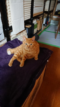 捜索中 迷い猫掲示板 福岡県久留米市の けちゃ ちゃん 迷子の飼い猫を探しています ネコジルシ