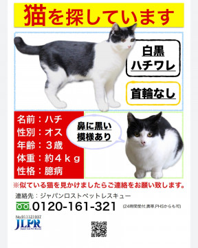 捜索中]千葉県千葉市稲毛区のハチちゃん - 迷い猫掲示板