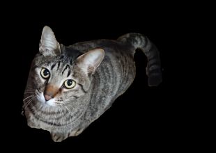 大阪府で捜索中の迷い猫 ネコジルシ