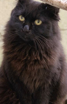 終了 迷い猫掲示板 大阪府枚方市の べる ちゃん 迷子の飼い猫を探しています ネコジルシ