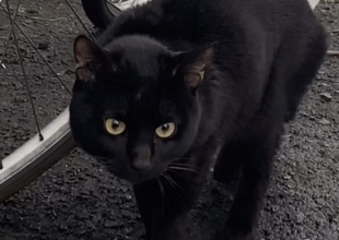 迷い猫掲示板 北海道 迷子の飼い猫を探しています ネコジルシ 迷い猫掲示板 北海道 迷子の飼い猫を探しています ネコジルシ