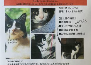 京都府で捜索中の迷い猫 - ネコジルシ