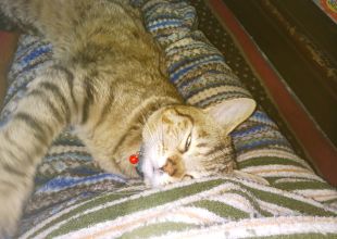 迷い猫 - ネコジルシ