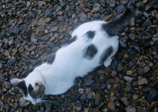 愛知県で捜索中の迷い猫 - ネコジルシ