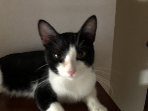 終了 迷い猫掲示板 宮城県仙台市太白区の はる ちゃん 迷子の飼い猫を探しています ネコジルシ