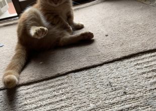 神奈川県で捜索中の迷い猫 - ネコジルシ