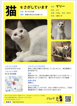 終了 迷い猫掲示板 東京都荒川区の マリー ちゃん 迷子の飼い猫を探しています ネコジルシ