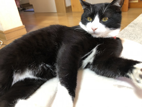 捜索中 迷い猫掲示板 静岡県静岡市清水区の ひげまる ちゃん 迷子の飼い猫を探しています ネコジルシ