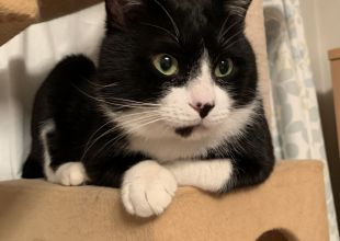 千葉県で捜索中の迷い猫 ネコジルシ