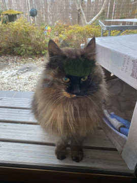 終了 迷い猫掲示板 宮城県仙台市若林区 迷子の飼い猫を探しています ネコジルシ