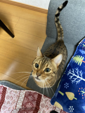 発見 迷い猫掲示板 神奈川県の はる ちゃん 迷子の飼い猫を探しています ネコジルシ