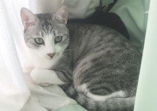 岡山県の迷い猫情報 ネコジルシ